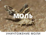 Уничтожение моли